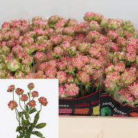 Spray Wild Radish 40 sm