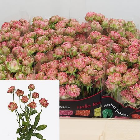Spray Wild Radish 40 sm