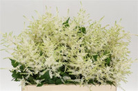 Astilbe Ja Whasingthon 40 cm