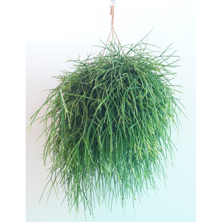 Rhipsalis 21/50