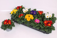 Primula Mix 11/15