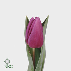 Tulp En Purple Flag Holland