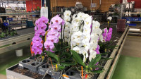 Phal Formidablo Black Keramiek 12/70