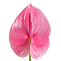 Anthurium Lybra