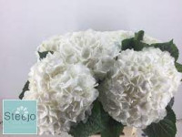 Hydr S Anne 60cm X5 Holland