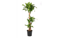 Drac Massangeana 3pp 24/120
