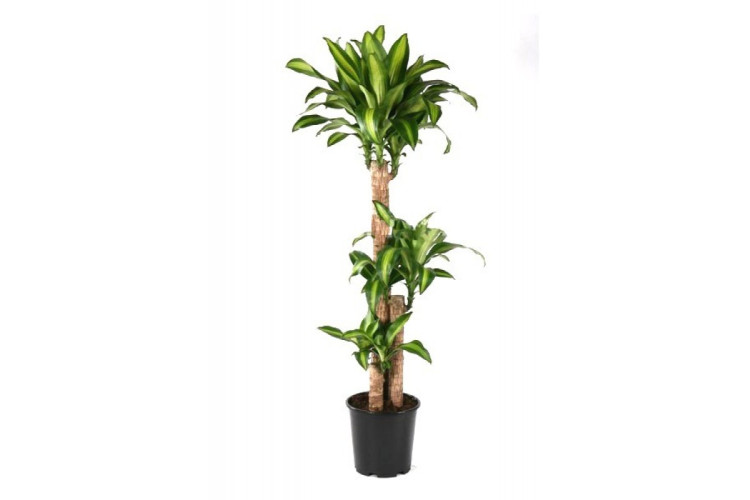 Drac Massangeana 3pp 24/120