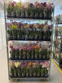 Phal A2 2/3-tak Piko Mix 12/70