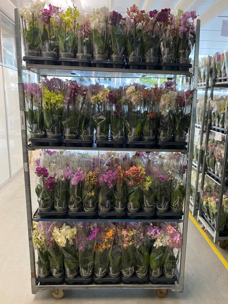 Phal A2 2/3-tak Piko Mix 12/70