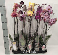 Phal A2 1-tak Phalaenova Mix 12/50