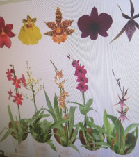 Orchideeen Milano 1-tak 9/25