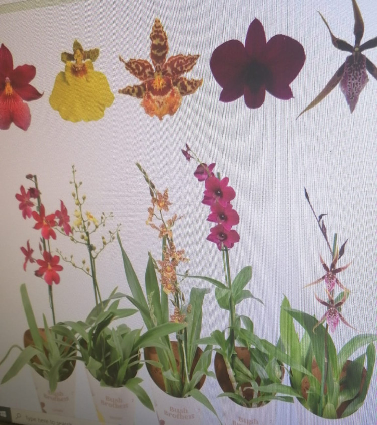 Orchideeen Milano 1-tak 9/25