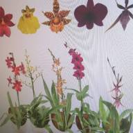 Orchideeen Milano 1-tak 9/25 - IMG-20240723-WA0043