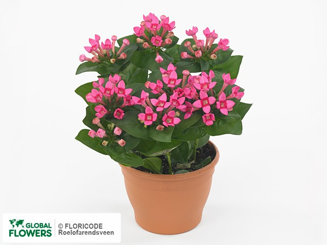 Bouardia Bellev Roza 12/25