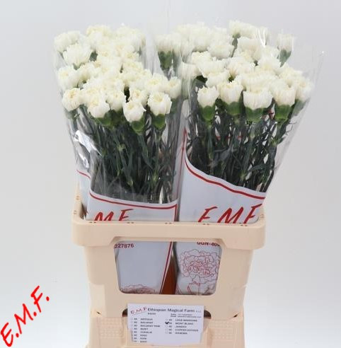 Dianthus Mont Blanc Holland