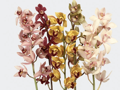 Delphinium Sky Blue 60sm