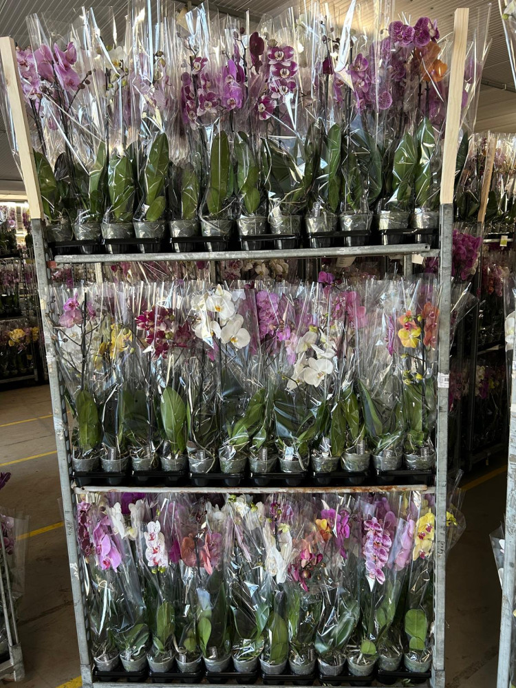 Phal 1-tak A2 TerLaak Mix 12/55