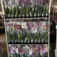 Phal 1-tak A2 TerLaak Mix 12/55 - зображення_viber_2025-03-08_19-43-30-184