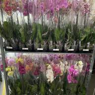 Phal 1-tak A2 TerLaak Mix 12/55 - IMG-20230926-WA0024