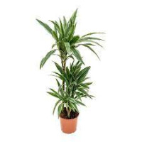 Dracaena De Warneckei 30/180