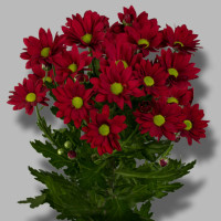 Chr T Ruby Star X5