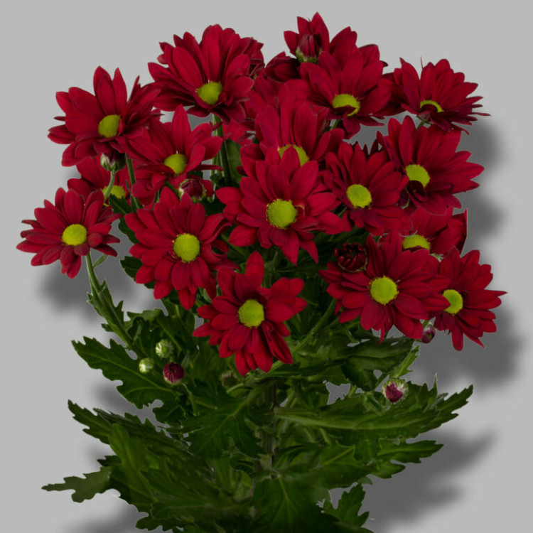 Chr T Ruby Star X5