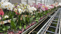 Phal 2/3 Opti-flor Orange 7/25