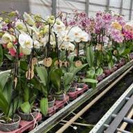 Phal 2/3 Opti-flor Orange 7/25 - изображение_viber_2022-06-09_15-37-44-778