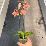 Phal 2/3 Opti-flor Orange 7/25 - IMG-20240116-WA0015