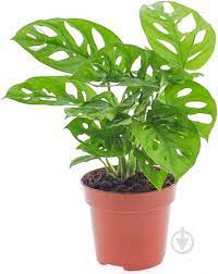 Monstera Adansonii 12/25
