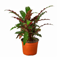 Calathea Ruf Tropistar 19/83