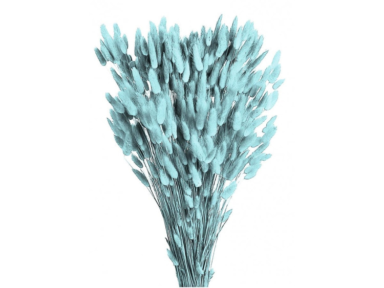 Lagurus Azzurro 70 cm Holland
