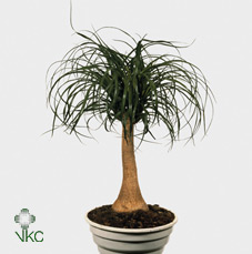 Beaucarnea (nolina)