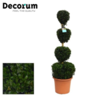 Buxus Quatrobol 100 Cm 32/tc12