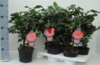 Camellia Jap Dr King