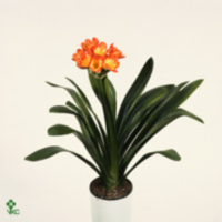 Clivia Minata