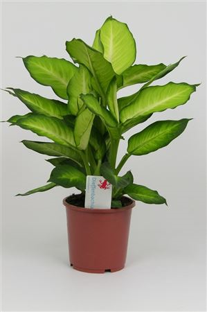 Dieffenbachia Summer Style
