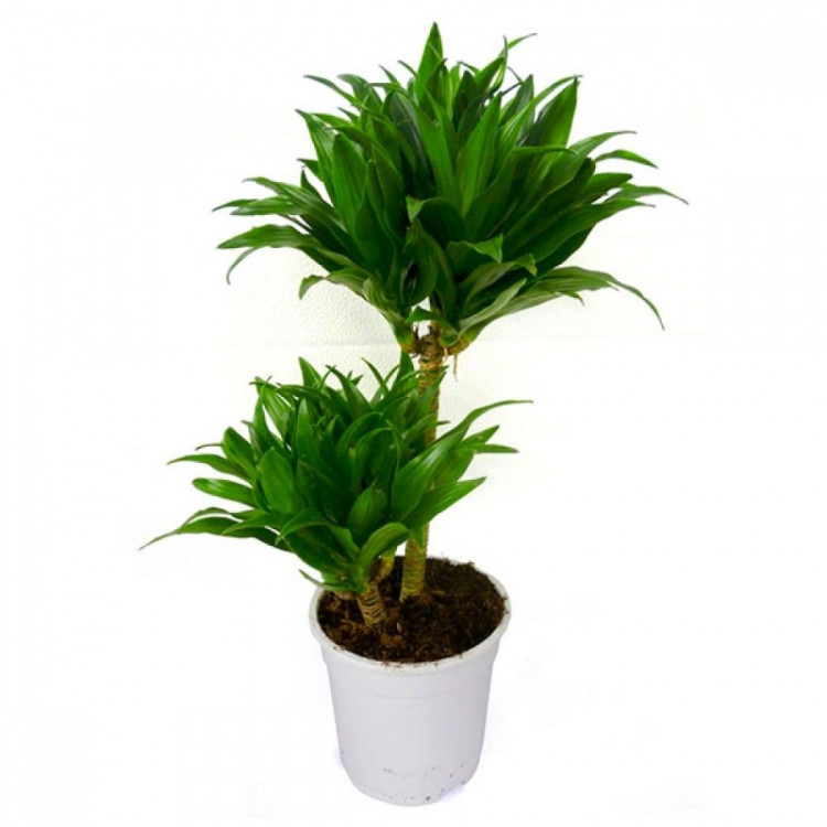 Dracaena Comp Compacta 12/25
