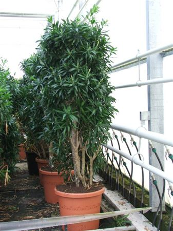 Dracaena Song Of Jamaica Vertakt