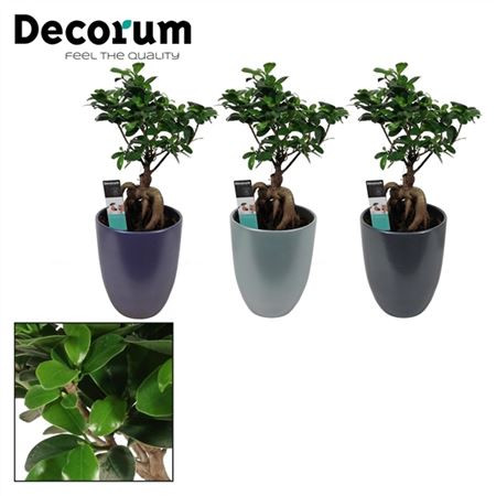 Fic Microcarpa Ginseng14/30 ceramic