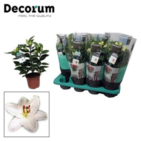 Lilium Rascal Souvenir White 13cm