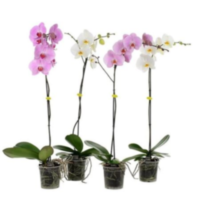Phal 1-tak Opti Grandi