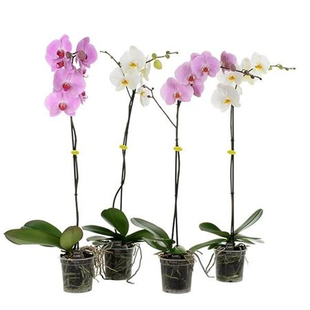Phal 1-tak Opti Grandi