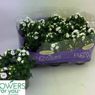 Campanula Ov 6/20 - Campanula Ov 10