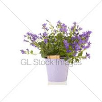 Campanula Ov 6/20