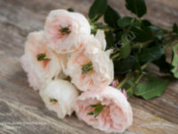 Rose Austin Charity 40 sm