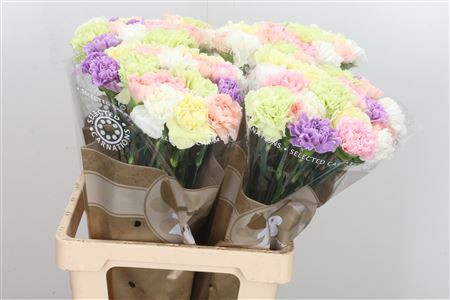 Dianthus Pastel Holland