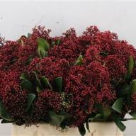 Skimia S Jap Rubella - SKIMMIA J RUBELLA BS 40 CM