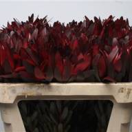 Skimia S Jap Rubella - LEUCADENDRON SAFARI SUNSET