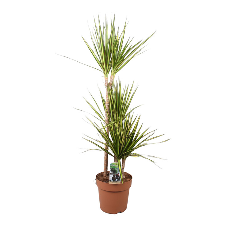 Dracaena Marginata Sunray 21/120